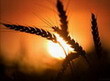 Производитель предлагает семена озимой пшеницы "Московская 39" Элита урожая 2007 и 2008 года собственного производства от 13,5руб. За 1 кг.