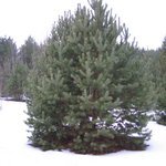 Деревья крупномеры: осенние и зимние посадки, просто купить