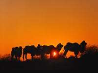 Дорогой древних караванов