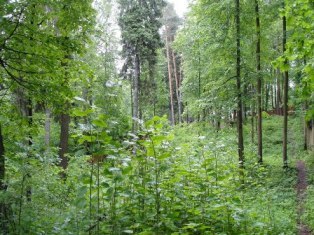 Лесной участок со всеми коммуникациями в парковой зоне санатория 