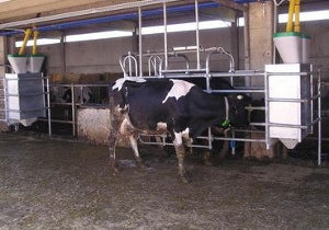 Оборудование для автоматизированного кормления при беспривязном содержании КРС