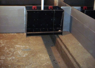 Гидросмыв - система навозоудаления в свинарниках