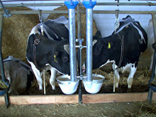 Оборудование для автоматизированного кормления при привязном содержании КРС 