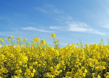 продам Пшеница, Нут, Рапс