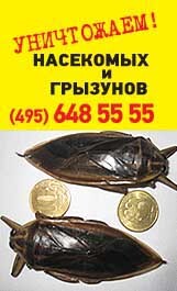 Уничтожение тараканов, уничтожение клопов - надежно, Москва