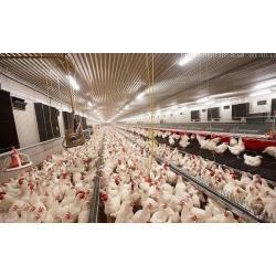 Оборудование для содержания птицы (Испания)