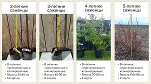 Саженцы голубики садовой из собственного питомника с доставкой по РФ, Москва