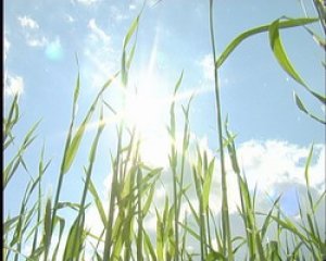 Производитель предлагает семена озимой ржи урожая 2007 и 2008 года собственного производства от 12руб. За 1 кг. (Наши клиенты получают консультации по