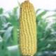 Реализуем семена гибридов и сортов кукурузы
