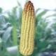 Реализуем семена раннеспелых сортов кукурузы