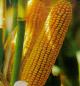 Семена кукурузу всех групп спелости