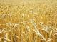 пшеница, овес голозерный оптом