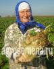 Купить семена кормовой свеклы в Смоленске