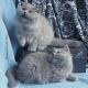 Британские длинношерстные котята из питомника Silvery Snow